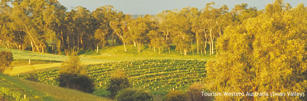 Swan Valley vinetards